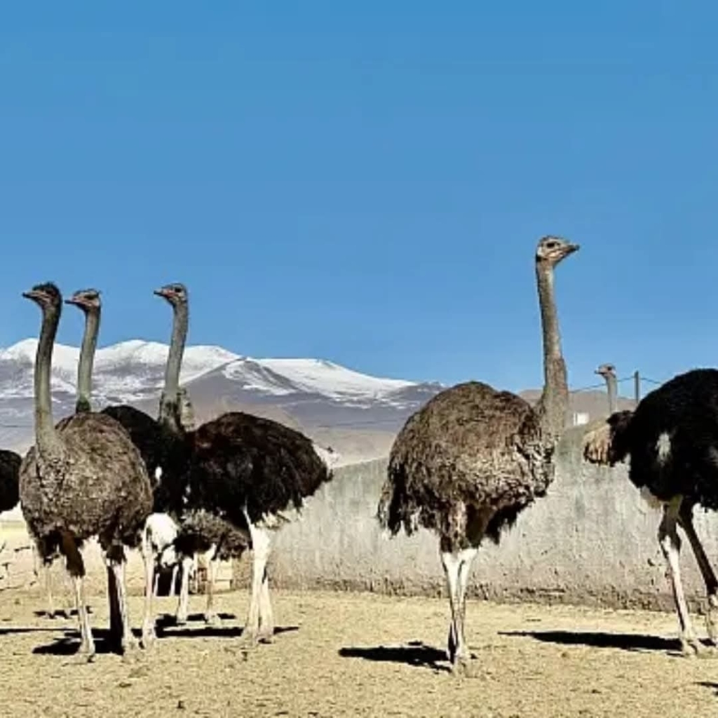 Ağrı Dağı Eteklerinde Deve Kuşu Çiftliği