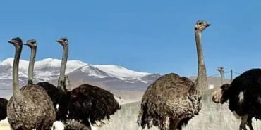 Ağrı Dağı Eteklerinde Deve Kuşu Çiftliği