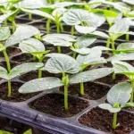 Ağrı Hibe Destekli Sebze Fidesi Dağıtımı Yapıldı