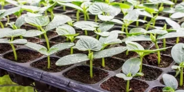 Ağrı Hibe Destekli Sebze Fidesi Dağıtımı Yapıldı