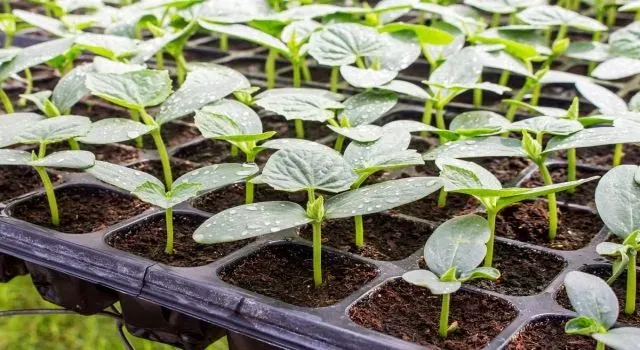 Ağrı Hibe Destekli Sebze Fidesi Dağıtımı Yapıldı