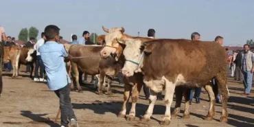 Ağrı Kurban Bayramında Kesim ve Satış Hareketliliği