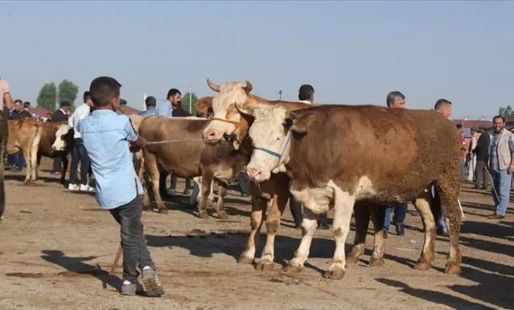 Ağrı Kurban Bayramı'nda Kesim ve Satış Hareketliliği