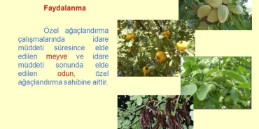 Meyve Çekirdeği Ağaçlandırma ile Doğubayazıtın Geleceği