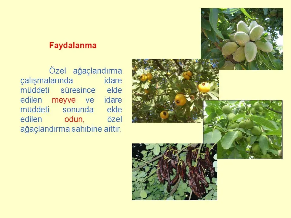 Meyve Çekirdeği Ağaçlandırma ile Doğubayazıt'ın Geleceği