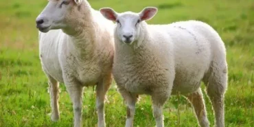 Hayvancılık Kaya Ailesinin Zorlu Mücadelesi