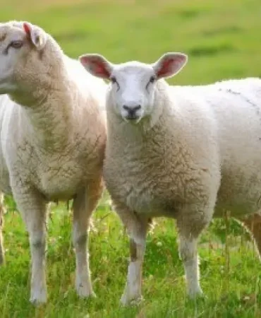 Hayvancılık Kaya Ailesinin Zorlu Mücadelesi