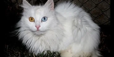 Van Kedisi Ağrıda Görenleri Büyüleyen Bir Kedi