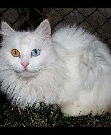 Van Kedisi Ağrıda Görenleri Büyüleyen Bir Kedi