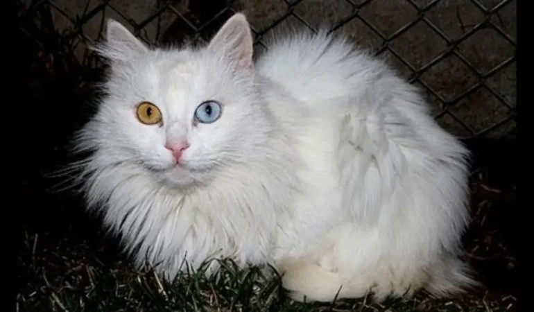 Van Kedisi Ağrıda Görenleri Büyüleyen Bir Kedi