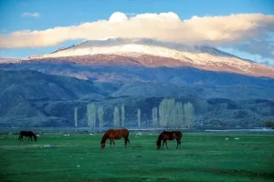 Ağrı Dağı Atları: Geleneksel Yük Taşımacılığının Sırrı