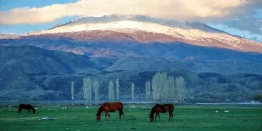 Ağrı Dağı Atları Geleneksel Yük Taşımacılığının Sırrı