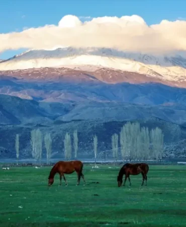 Ağrı Dağı Atları Geleneksel Yük Taşımacılığının Sırrı Patnos Haberleri Ağrı Patnos Son Dakika Haberleri Ağrı Dağı Atları Geleneksel Yük Taşımacılığının Sırrı