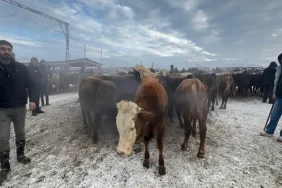 Ağrı Hayvan Denetimi: Küpesiz Hayvan Alarmı