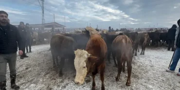 Ağrı Hayvan Denetimi: Küpesiz Hayvan Alarmı