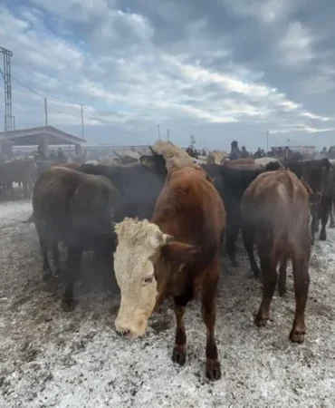 Ağrı Hayvan Denetimi Küpesiz Hayvan Alarmı