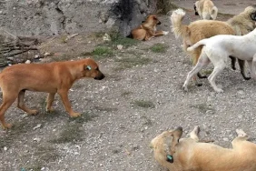 Patnos köpek saldırısı ile mahalle sakinleri üzgün