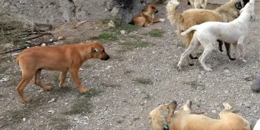Patnos köpek saldırısı ile mahalle sakinleri üzgün