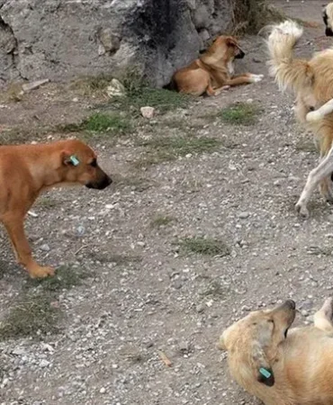 Patnos köpek saldırısı ile mahalle sakinleri üzgün Patnos Haberleri Ağrı Patnos Son Dakika Haberleri Patnos köpek saldırısı ile mahalle sakinleri üzgün