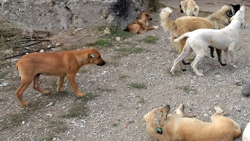 Patnos köpek saldırısı ile mahalle sakinleri üzgün