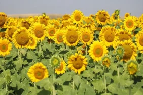 Ağrı Ayçiçeği Tarlaları: Gün Batımı Manzarası