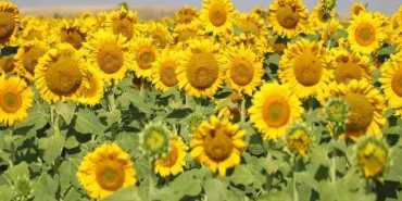 Ağrı Ayçiçeği Tarlaları Gün Batımı Manzarası