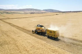 Ağrı Buğday Hasadı: Vali Koç'tan Önemli Açıklamalar