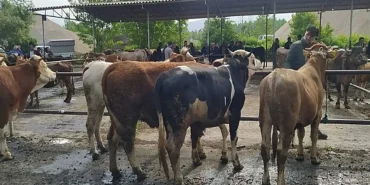 Hayvan Pazarları Ağrıda Son Durum Nedir