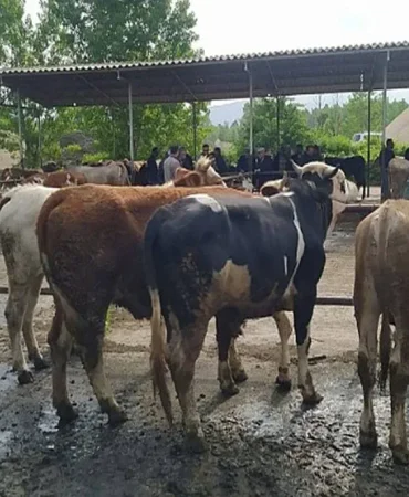 Hayvan Pazarları Ağrıda Son Durum Nedir