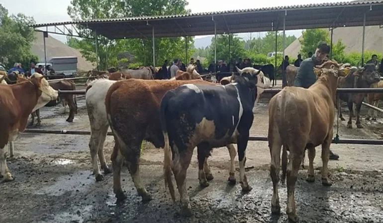 Hayvan Pazarları: Ağrı'da Son Durum Nedir?