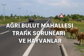 Ağrı Bulut Mahallesi Trafik Sorunları ve Hayvanlar