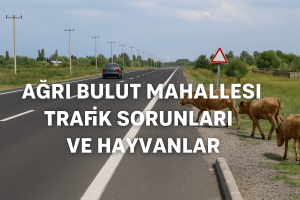 Ağrı Bulut Mahallesi Trafik Sorunları ve Hayvanlar