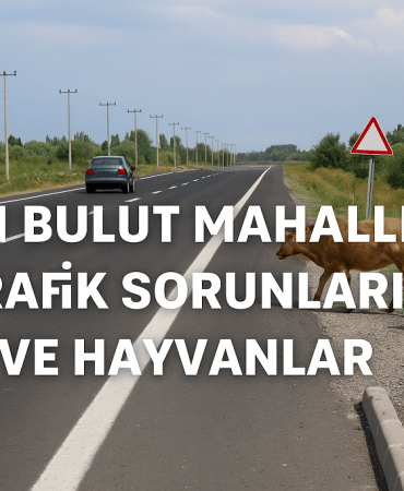 Ağrı Bulut Mahallesi Trafik Sorunları ve Hayvanlar