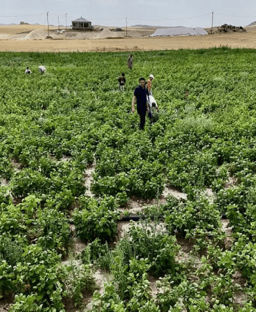 Tarım Arazilerinin Kullanımı Patnosta Tohum Desteği