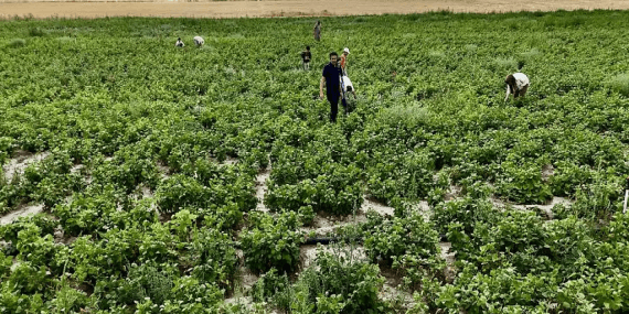 Tarım Arazilerinin Kullanımı Patnosta Tohum Desteği Ağrı Haber Patnos Son Dakika Tarım Arazilerinin Kullanımı Patnosta Tohum Desteği