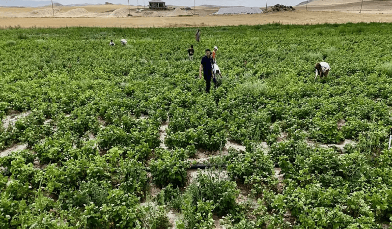 Tarım Arazilerinin Kullanımı Patnosta Tohum Desteği