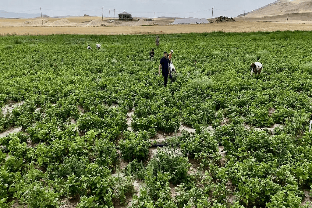 Tarım Arazilerinin Kullanımı Patnosta Tohum Desteği